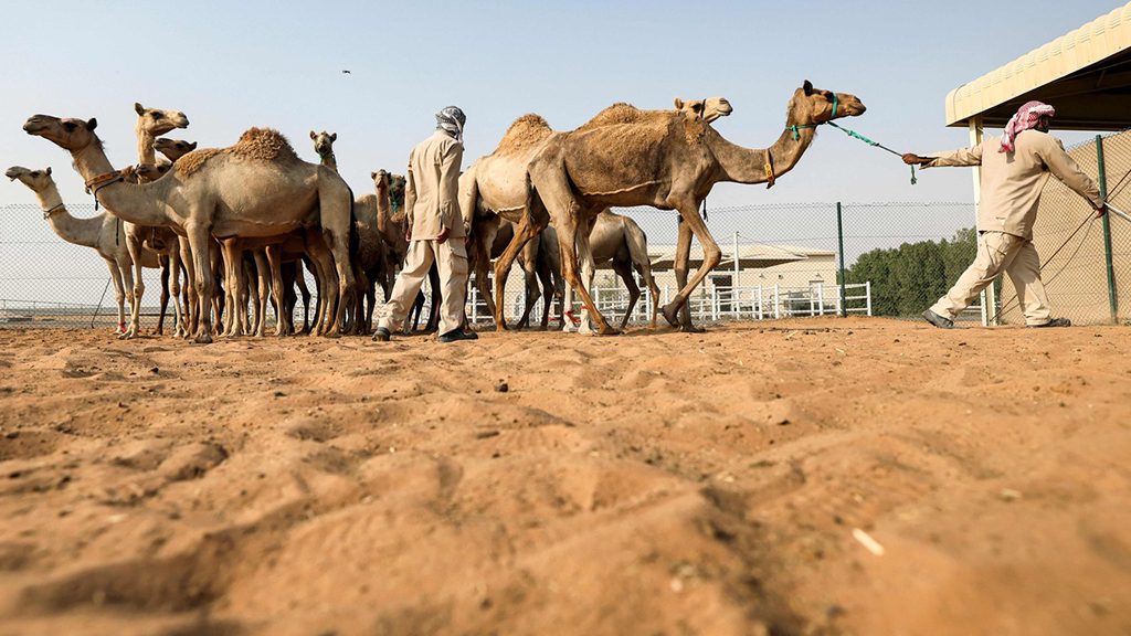 Sindh police arrest five for severing camel's leg in Sanghar