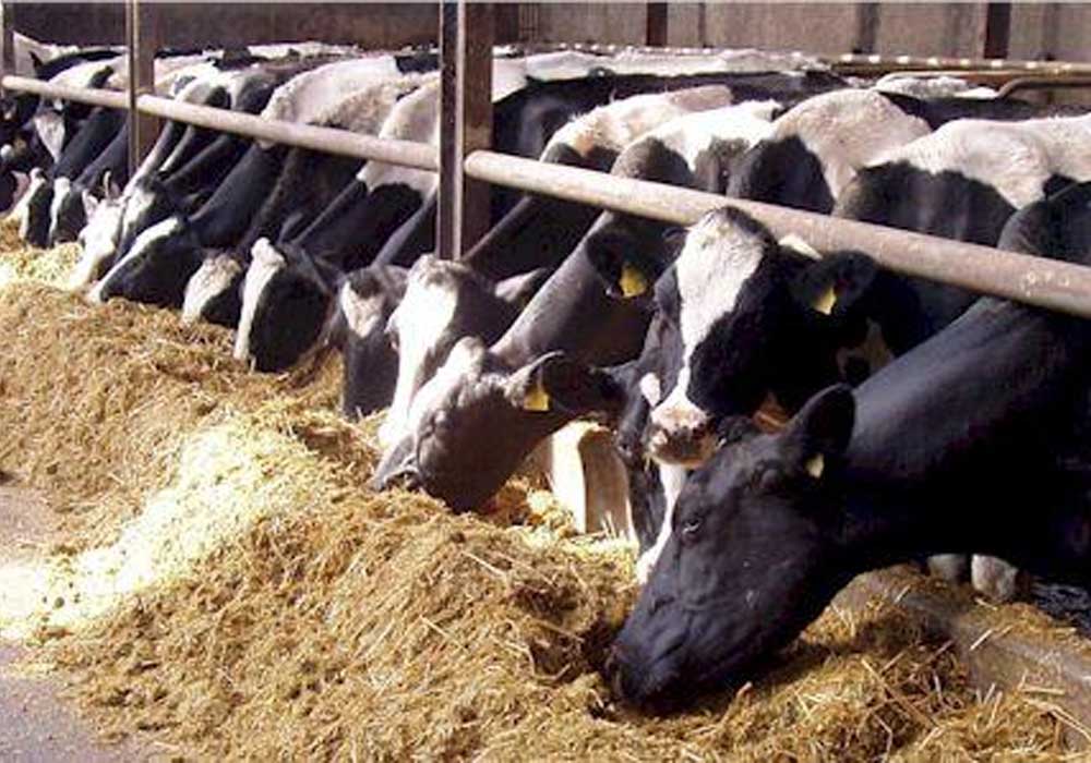 Punjab celebrates world animal protection day with focus on livestock welfare