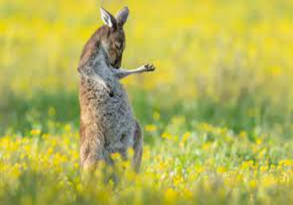 wildlife photo award winner